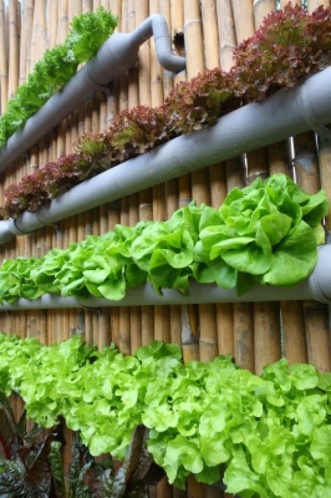 Micro Garden, Hydroponic Farming, Veg Garden, Most Beautiful Gardens, Home Vegetable Garden, Hydroponic Gardening, Vegetable Garden Design, Veggie Garden, Rustic Gardens