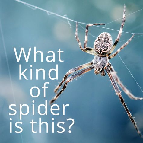 A quick-and-easy spider identification guide to help you identify spiders in your home and garden. Spider Identification Chart, Spider Identification, Common Spiders, Spider Fact, Funnel Web Spider, Recluse Spider, Brown Recluse Spider, Crab Spider, Spider Species