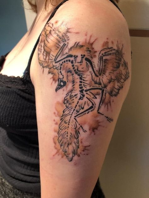 Archaeopteryx lithographica Archeopteryks Tattoo, Archaeopteryx Tattoo, Carnotaurus Tattoo, Dinosaur Fossil Tattoo, Archeology Tattoo, Archaeopteryx Fossil, Prehistoric Tattoo, Fossil Tattoo, Dinosaur Artwork