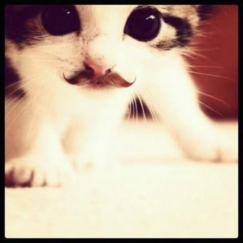 Mustache kitty Cute Kittens, Silly Cats, Cute Creatures, Crazy Cat Lady, 귀여운 동물, Crazy Cats, Beautiful Creatures, Kittens Cutest, Funny Cute