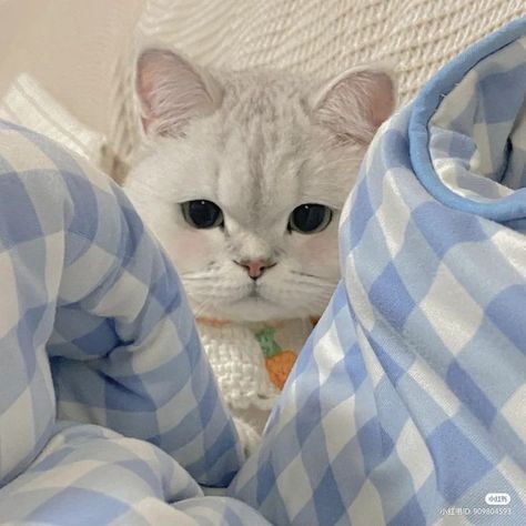 Cat Symbolism, Blue Feeds, Everything Is Blue, Cute Blue Wallpaper, Baby Blue Aesthetic, Light Blue Aesthetic, Blue Aesthetic Pastel, Blue Highlights, Instagram Highlight Covers