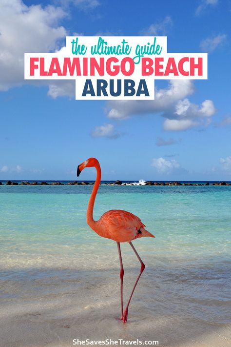 Everything you need to know about Flamingo Beach, Aruba. How much it costs, how to get day passes, taking awesome photos and more! Aruba is a gorgeous Caribbean island and this beach is a phenomenal experience! | Aruba Things to Do | Flamingo Beach Aruba | Flamingo Island | Caribbean Islands Flamingo Beach Aruba, Aruba Trip, Aruba Vacation, Visit Aruba, Aruba Resorts, Aruba Travel, Vacation 2024, Flamingo Beach, Central America Travel