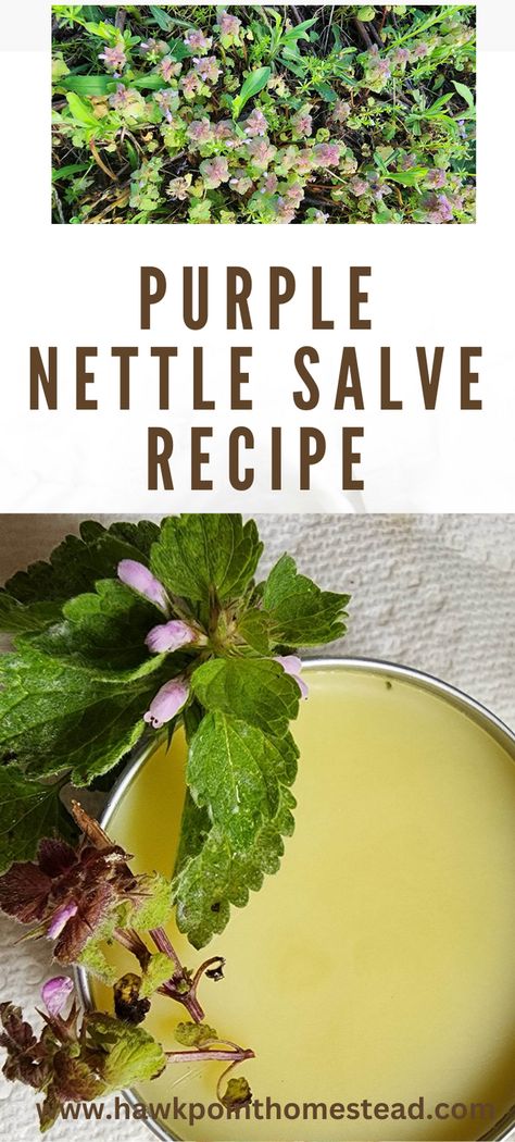 This article will tell you how to make purple dead nettle salve, which has so many uses. Purple dead nettle is a common weed and can be found all over. Dead Nettle Salve Recipe, Purple Nettle Salve, Deadnettle Salve, Purple Dead Nettle Infused Oil, Purple Nettle Uses, Purple Dead Nettle Tincture, Red Dead Nettle Uses, Purple Dead Nettle Benefits, Dead Nettle Recipes