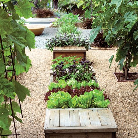 Small Backyard Garden Design, Dream Backyard Garden, Vegetable Boxes, Backyard Garden Layout, Tropical Backyard, Herb Garden Design, Sloped Garden, Small Backyard Gardens, Backyard Garden Design