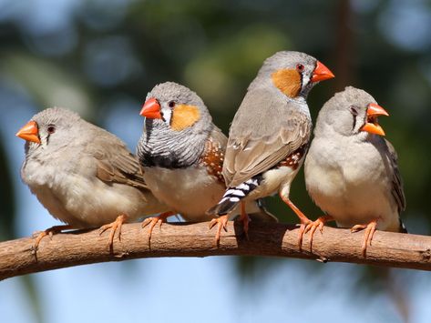 Zebra Finch, Finches Bird, Finches, Australian Birds, All Birds, Cute Birds, Animals Of The World, Bird Species, Art Challenge