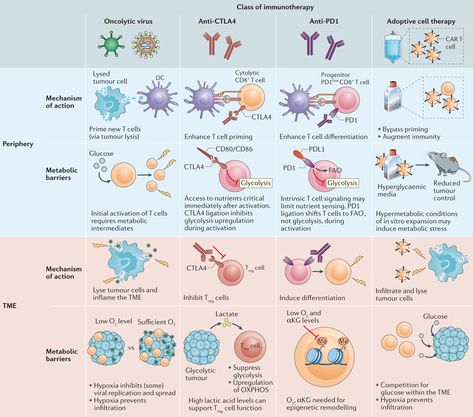 Fig. 1: Metabolic barriers acting on different phases of immunotherapeutic response. | Nature Reviews Immunology Medical Laboratory Science, Cell Therapy, T Cell, Plant Science, Medical Laboratory, Laboratory Science, Nursing Notes, Immune Response, Medical Education