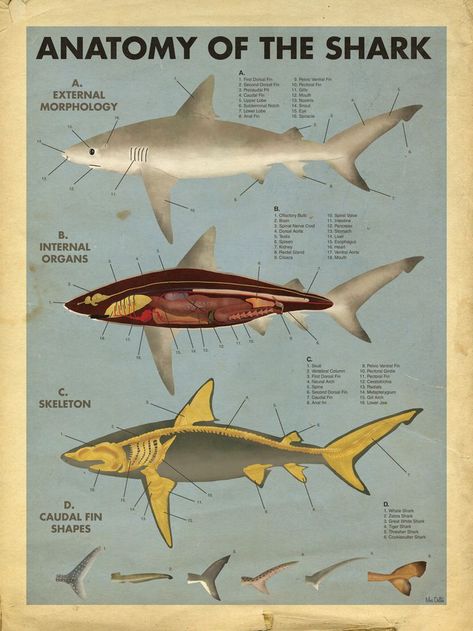 Shark Artwork, Shark Facts, Marine Biologist, Cute Shark, Cat Air, The Shark, Marine Biology, Animal Facts, Shark Week