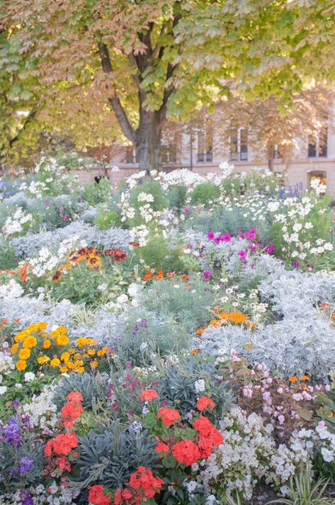 Paris pictures, flowers on the Champs Élysées fine art photography print Paris Garden, Ant Control, Champs Élysées, Wallpaper Flower, Nothing But Flowers, Flower Therapy, City Garden, Garden Photos, Gardening Supplies