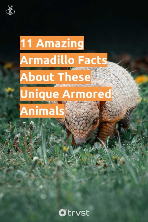 "11 Amazing Armadillo Facts About These Unique Armored Animals"- The armadillo, the armor-clad mammal that meanders through the Americas, has long piqued the curiosity of nature enthusiasts. Wrapped in a suit of impenetrable bony plates, armadillos have adapted for survival in a wide array of environments, from rainforest to desert. Marvel at their unique feeding habits, and explore... #trvst #facts #biodiversity #nature #conservation #animals #mammal #explore #environment #earth #natural Armored Animals, Armadillo Videos, Armadillo Anatomy, Armadillo Enrichment, Armadillo World Headquarters, Fairy Armadillo, Texas Armadillo, Pink Fairy Armadillo, Status Ideas