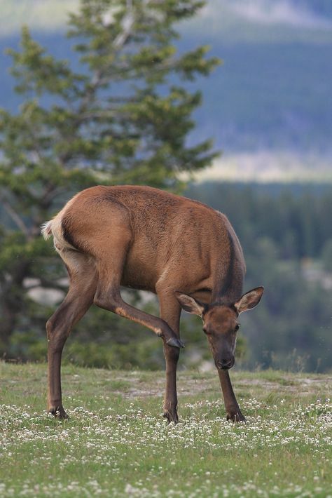 Female Elk or Wapiti. Banff National Park, Alberta Canada https://www.flickr.com/photos/canmorephotography/35053098974/  Come say "hi" to us on messenger at https://m.me/funnypetstop Elk Reference, Female Elk, Deer Reference, Cow Elk, Female Deer, Elk Photography, Stuff To Make, Deer Species, Cow Pictures