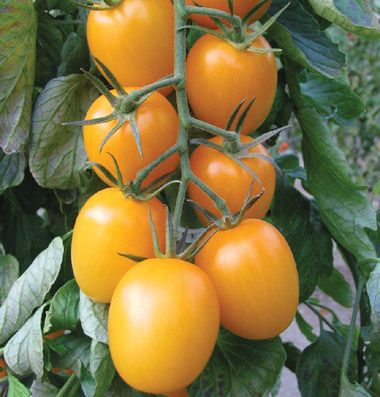 Golden Rave tomato Plum Varieties, Seed Raising, Seed Storage, Summer Harvest, Seed Saving, Tomato Seeds, Seed Company, Roma Tomatoes, Organic Seeds