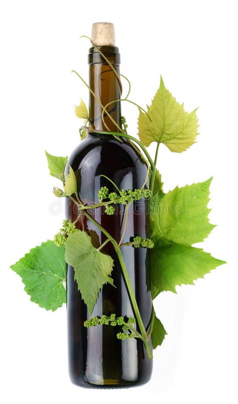 Vine surrounds a bottle of wine. A vine surrounds a bottle of wine on a white ba #Sponsored , #AFFILIATE, #Paid, #surrounds, #white, #ba, #bottle Vine Bottle, Art Tutor, A Bottle Of Wine, The Nights, White Background Photo, Bottle Of Wine, Website Design Inspiration, Christmas Watercolor, A White Background