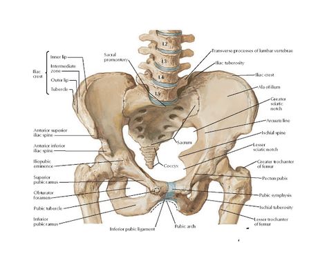 Iliac Crest, Pelvis Anatomy, Lumbar Vertebrae, Hip Anatomy, Human Skeleton Anatomy, Anatomy Images, Pelvic Bone, Anatomy Bones, Skull Anatomy