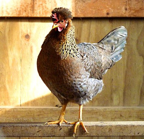 7 Chicken Breeds to Raise for Colorful Eggs - Hobby Farms Legbar Chickens, Chickens Backyard Breeds, Cream Legbar Chickens, Cream Legbar, Farmers Market Booth, Chicken Coloring, Golden Chicken, Animals Information, Colored Eggs