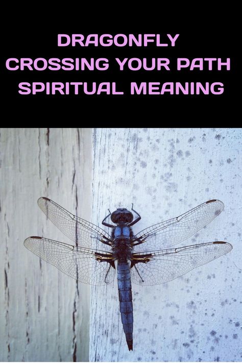 Ever had a dragonfly buzz by you? Let’s find out what it means! Dragonflies are more than just cool bugs. Some people believe they bring Seeing A Dragonfly Meaning, What Do Dragonflies Symbolize, Dragon Fly Spiritual Meaning, Dragonflies Meaning, Lotus And Dragonfly, Real Dragonfly Photos, Dragon Fly Meaning, Seeing Dragonflies Meaning, Dragonfly Symbolism Meaning