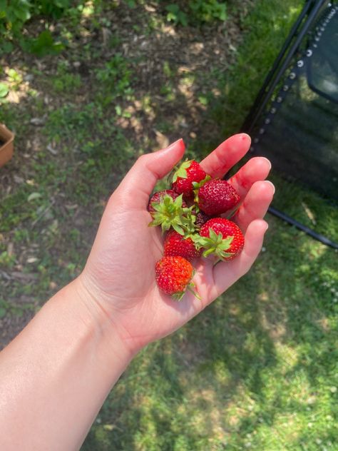 summer strawberries, late june #summer #strawberries #garden #gardeningideas #summerinspo #aesthetic #cottagecore #gardenideas Strawberries Garden, Spring Strawberries, Aesthetic Strawberry, Strawberry Summer, Berry Picking, Aesthetic Cottagecore, Garden Aesthetic, Summer Inspo, Sweet Dreams