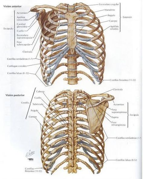 Bones Diagram, Skeletal System Anatomy, Human Ribs, Human Skeletal System, Human Skeleton Anatomy, Anatomy Bones, Skeleton Anatomy, Skeletal System, Human Body Anatomy