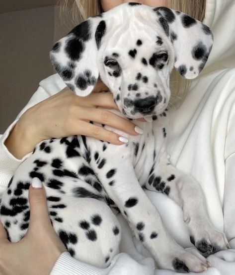 Dalmatian Puppy, Very Cute Dogs, Really Cute Dogs, Pretty Dogs, Pretty Animals, Cute Animals Images, Cute Animal Photos, Cute Creatures, Sweet Animals