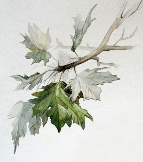 Bird Nest Painting, Watercolor Flowers Tutorial, Watercolor Projects, Leaf Drawing, Watercolor Paintings Easy, Watercolor Painting Techniques, Watercolor Art Lessons, Botanical Painting, Autumn Painting