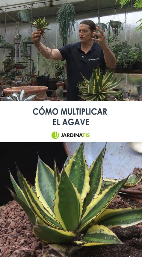 Iñigo Segurola nos enseña el paso a paso para sanear nuestra variedad de Agave y, además, a multiplicarla de una forma muy sencilla. ¡Tomad nota!  #jardinatis #multiplicar #agave #reproducir #plantas #jardinería #iñigosegurola Agave Attenuata, Agaves, Plant Leaves, Cactus, Plants