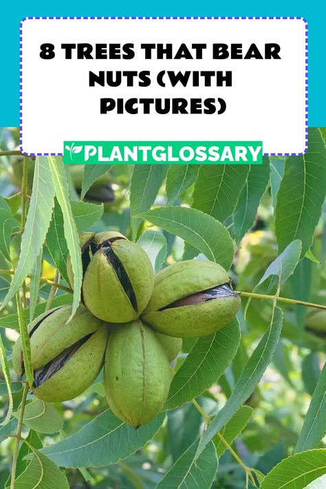 Here, we explore a variety of nut trees that are suitable for growing in numerous different climates with various care requirements. American Hazelnut, Pistachio Tree, Hazelnut Tree, Nut Trees, Black Walnut Tree, Pecan Tree, Sweet Chestnut, Almond Tree, Walnut Tree