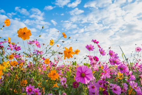 #field #summer the sky the sun #flowers #colorful #meadow #summer #pink #field #pink #flowers #cosmos #meadow #5K #wallpaper #hdwallpaper #desktop Summer Desktop Backgrounds, Cosmos Plant, Hd Flower Wallpaper, Meadow Garden, Vintage Flowers Wallpaper, Mac Wallpaper, Desktop Wallpapers Backgrounds, Plant Wallpaper, Spring Wallpaper