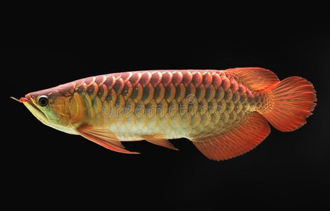 Arowana Fish, Oscar Fish, Ikan Air Tawar, Dragon Fish, 달력 디자인, Lucky Dragon, Fauna Marina, Aquarium Setup, Monster Fishing