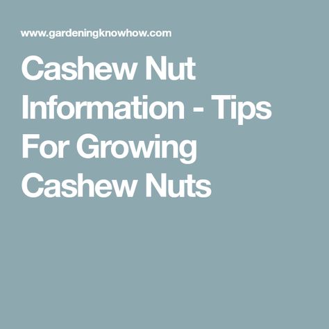 Cashew Nut Information - Tips For Growing Cashew Nuts Cashew Nut Tree, Nut Trees, Cashew Nut, Take Two, Keep In Mind, How To Grow, Cashew, Nuts, To Grow