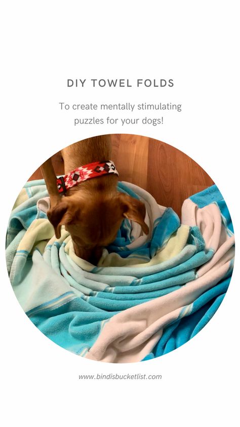 Towel Enrichment: How to Fold Towels to Create Mentally Stimulating Puzzles for Dogs (With Videos) Dog Brain Games Diy, Puzzles For Dogs, Fold Towels, Brain Games For Dogs, Easy Dog Treats, Diy Dog Toys, Diy Towels, How To Roll Towels, Dog Enrichment