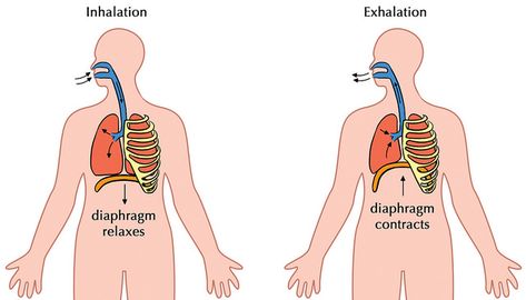 Difference Between Inhalation and Exhalation | Definition, Process, Role Voice Therapy, Cellular Respiration, Inhale Exhale, Training Tools, Muscle Relaxer, Breath In Breath Out, Nerd Alert, Speech Therapy, Lesson Plans