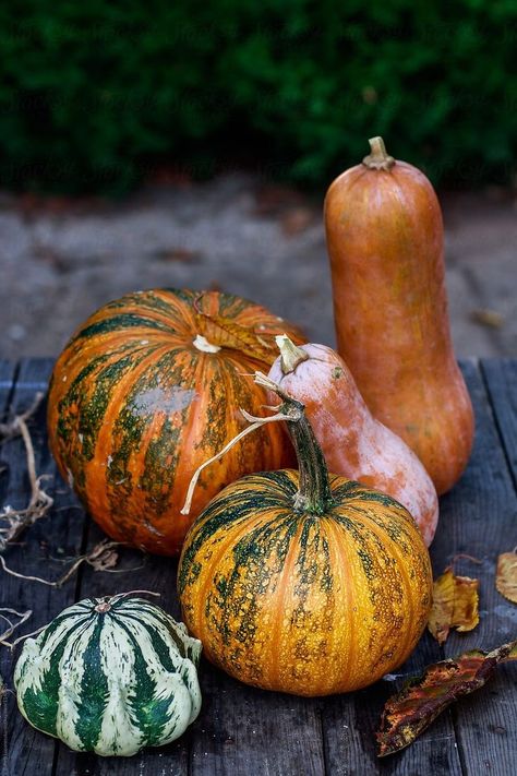 Pumpkin Reference Photo, Como Plantar Pitaya, Pumpkin Varieties, Pumpkins And Gourds, Pumpkin Squash, Pumpkin Photos, Still Life Photos, Autumn Scenes, Autumn Beauty