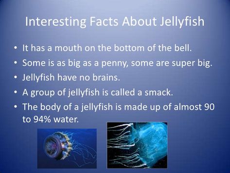 Jellyfish Fun Facts, Facts About Jellyfish, Carol Core, Immortal Jellyfish, Drawing Jellyfish, Pet Jellyfish, Jellyfish Facts, Jellyfish Tentacles, Cartoon Jellyfish