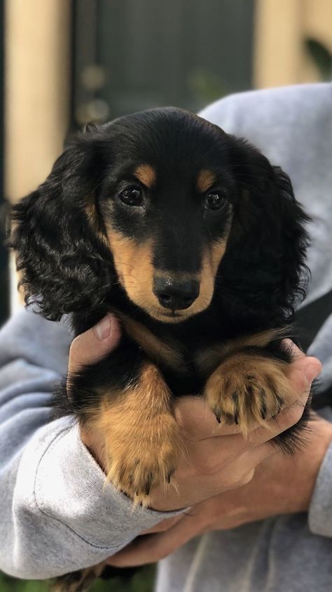 Black And Tan Mini Dachshund, Daschund Black And Tan, Black Dachshund Puppy, Black Dachshund Long Hair, Long Hair Dauchand Puppy, Black And Tan Long Haired Dachshund, Black Long Haired Dachshund, Daschund Long Haired, Long Haired Weiner Dogs