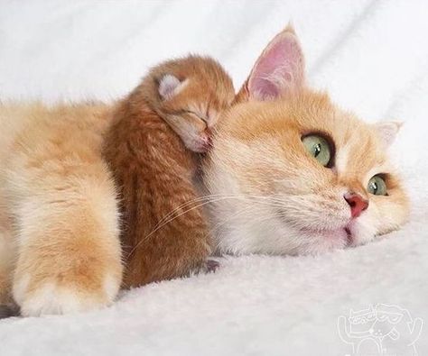 Image Chat, Söt Katt, Mama Cat, Ginger Cats, Cute Cats And Kittens, I Love Cats, Kitty Kitty, Cute Kittens, Cat Litter