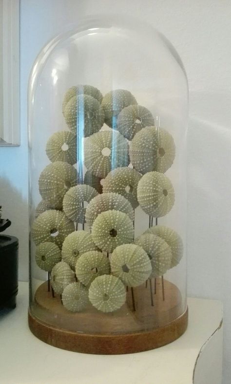 Sea Urchin Craft, Seashell Art Diy, Seashell Projects, Art Coquillage, Sea Urchins, Sea Crafts, Shell Crafts Diy, Sea Glass Crafts, Shell Decor