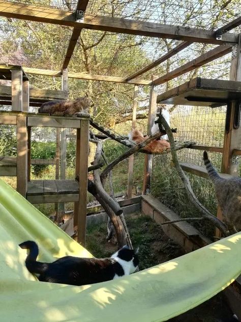 30+ DIY Catio Ideas That Are Totally Pawsome - PetHelpful Outdoor Cat Tree, Catio Ideas, Katt Diy, Cat Playground Outdoor, Katt Grejer, Cat Fence, Cat Patio, Outdoor Cat Enclosure, Cat Run