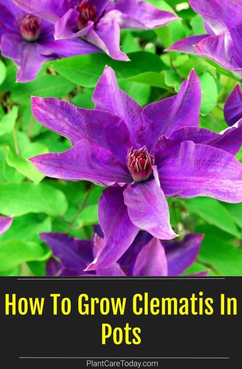 Clematis In Containers, Clematis In A Pot, Clematis In Pots, Growing Clematis, Evergreen Clematis, Clematis Care, Nails Flowers, Clematis Plants, Clematis Flower