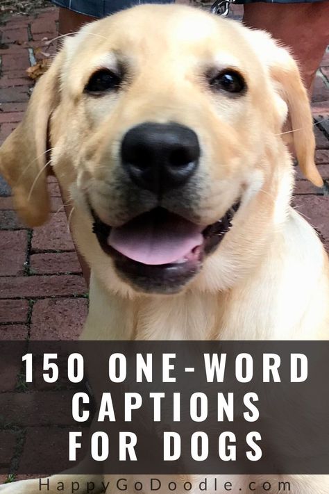 Searching for that perfect word for your dog's Instagram caption?  No need to chase your own tail! We've rounded up an A to Z list of over 200 words for dogs.  You'll find the perfect descriptions that are uplifting, positive, and clever...just like our pooches! Great inspiration for your instagram captions or pics of your dog! #dogs #wordsdescribedogs #happygodoodle Dogs Captions Instagram Cute, Captions For Dog Pictures, Dog Captions For Insta, Short Dog Quotes, Dog Instagram Captions, Dog Phrases, Cute Compliments, One Word Caption, List Of Words