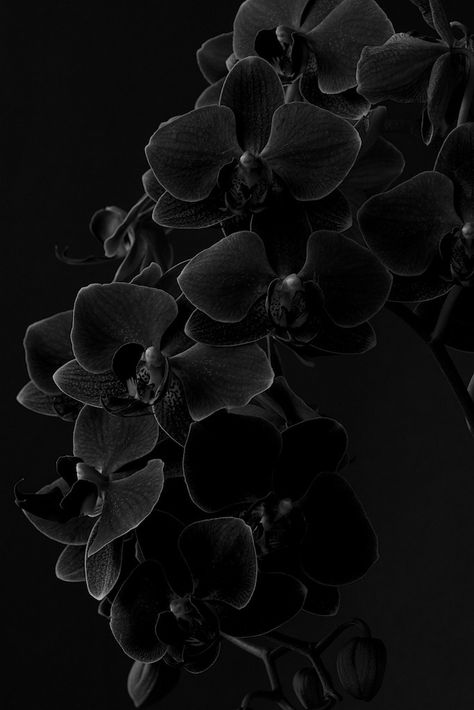 480x800 Wallpaper, Gothic Wallpaper, Flowers Background, Crazy Wallpaper, Dark Flowers, Nothing But Flowers, Phone Wallpaper Patterns, Black Orchid, Studio Decor