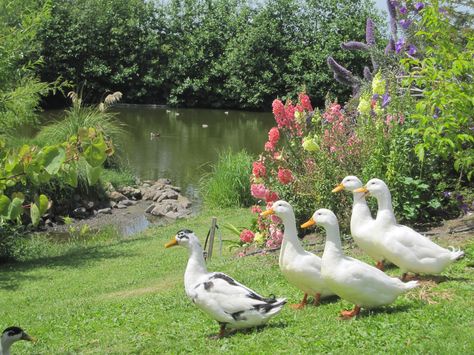 country gardens | Garden tour in Nov… Who knew flowers grew in Nov? « Kims Blog Cottagecore Animals, Duck Pond, Garden Animals, Better Homes And Garden, Garden Tours, 영감을 주는 캐릭터, Country Gardening, Nature Aesthetic, Garden Statues