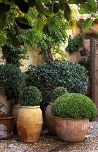 Garden Shrubs, Have Inspiration, Garden Containers, Mediterranean Garden, Courtyard Garden, Garden Cottage, Small Gardens, Front Garden, Dream Garden