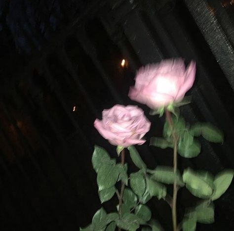 Pink And Black, In The Dark, Pink Roses, We Heart It, Roses, Lost, Tumblr, Green, Pink