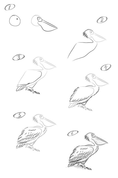 Pelican Drawing, Pelican Art, Drawing Lesson, Drawing Tutorial Easy, Bird Artwork, Learn Art, Pencil Art Drawings, Sketches Easy, Vector Artwork