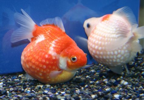 Pearlscale Goldfish Lionhead Goldfish, Goldfish Names, Comet Goldfish, Goldfish Types, Oranda Goldfish, Goldfish Tank, Goldfish Pond, Salt Water Fish, Freshwater Aquarium Fish