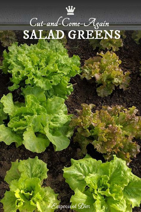 Salad Greens Garden, Salad Garden Ideas, Grow Salad Indoors, Growing Salad Greens Indoors, Growing Salad Greens, Growing Salad, Salad Garden, Greens Salad, Salad Greens