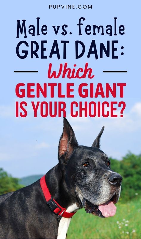 The Great Dane, also known as the Apollo of Dogs, is a purebred dog breed most famous for its size – while Great Dane owners are accustomed to their large size, other people might find them frightening. Great Dane Quotes, Great Dane Facts, Blue Merle Great Dane, Great Dane Temperament, Merle Great Danes, Great Dane Mastiff, Great Dane Mix, Male Vs Female, Dane Puppies