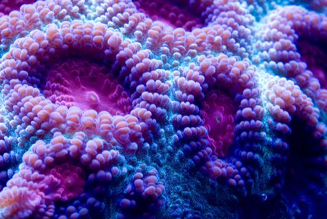 Sea Maiden, Fish Tank Themes, Brain Coral, Sea Plants, Purple Canvas, Color Vibe, Theme Color, Ocean Life, Coral Reef