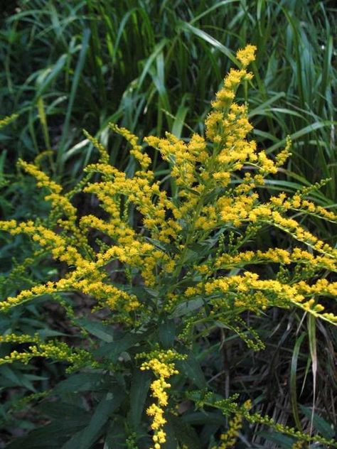 Solidago canadensis (Canadian goldenrod) Aug-Oct. 4-5 feet tall & wide. Canadian Goldenrod, Solidago Canadensis, Native Garden, Painting Flowers, Native Plants, Flower Painting, Plants, Flowers