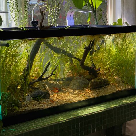 Reiner Kulti, Angel Fish Tank, Aqua Scape, Large Fish Tanks, Light Fish, Fish Aquarium Decorations, Fish Tank Themes, Aquarium Set, Fish Tank Terrarium