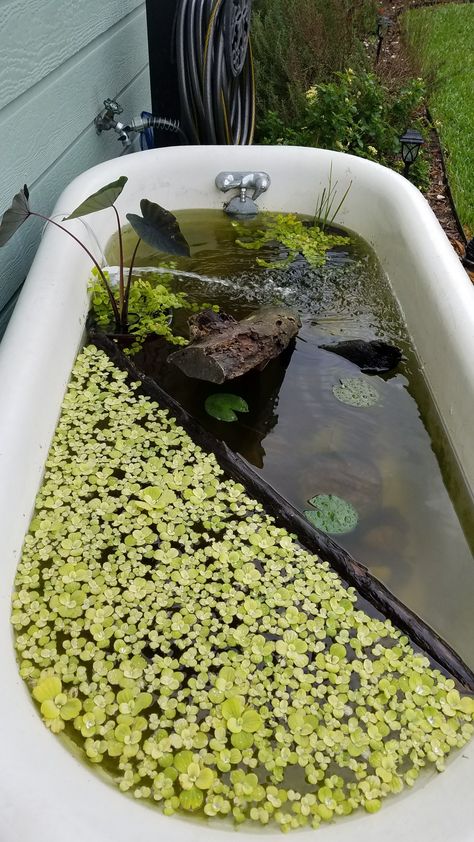 Turtle Pond Ideas Outdoor, Bath Pond Ideas, Bathtub Water Feature, Pond Bathtub, Bathtub Pond Ideas, Porch Pond Ideas, Tub Pond, Sink Pond, Water Lettuce